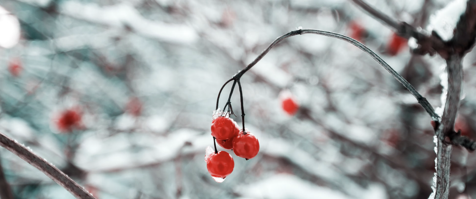 Frutos rojos sobre nieve